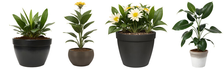 Fototapete - Collection of ornamental plants in pots  - nature - forest - tropical jungle element - video compositing footage