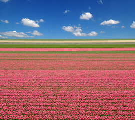 Wall Mural - Tulips field and white clouds