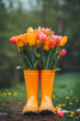 A bouquet of colored tulips in orange rubber boots on the garden background. Template concept for spring holidays, work in the garden, congratulations on Mother's Day and Women's Day. Copy space.