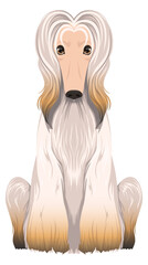 Poster - Afghan hound breed icon. Friendly furry dog