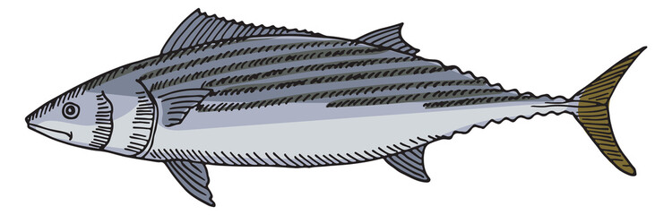 Sticker - Tuna illustration. Sea fish. Hand drawn underwater animal