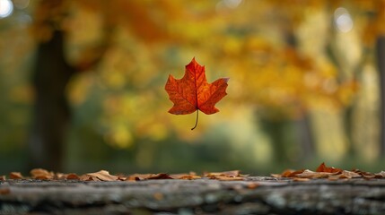 autumn leaves falling