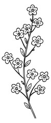 Wall Mural - Forget me not flower sketch. Botanical spring plant