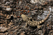 Camouflaged common gecko on rugged tree bark texture