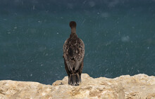 Socotra Cormorant Perched On Limestone Rock With Streak Of Water At The Backdrop