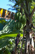 Bunch of green bananas on a tropical banana tree 