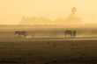 zebras in a dust storm in Amboseli NP