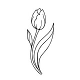 Fototapeta Tulipany - Linear sketch, outline of a spring tulip flower. Vector graphics.