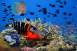 Underwater image of coral reef and tropical fishes