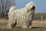 Fototapeta Konie - Komondor - Originating from Hungary, this breed is known for its unique, corded coat and its loyalty and protectiveness