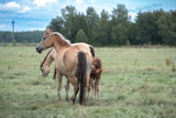Fototapeta Konie - Beautiful thoroughbred horses on a ranch field.