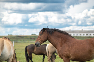 Beautiful thoroughbred horses on a ranch field.