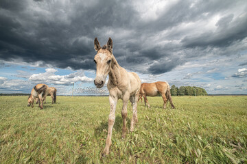 beautiful thoroughbred horses on a ranch field.