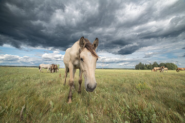 Beautiful thoroughbred horses on a ranch field.