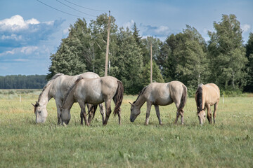 Beautiful thoroughbred horses on a ranch field.