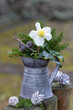 Christrose Helleborus niger im vintage Zinkkrug im Garten