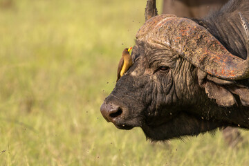 Wall Mural - yellow-billed oxpecker (buphagus africanus) on a male cape buffalo ( syncerus caffer), olare motorog