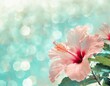 Pastel mint green background with tropical hibiscus flower. Copyspace, bokeh effect. 