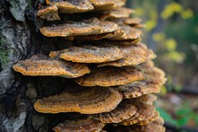 Bracket Fungi On A Tree Trunk, Detailed Texture, Natural Background.