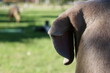 vista trasera de cabeza de perro de raza weimaraner mirando