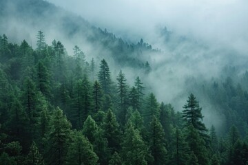 Poster - A misty forest scene with fog covering the trees. Perfect for nature and landscape themes