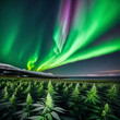 Field of marijuana cannabis cropping under northern lights consuming their energy as THC