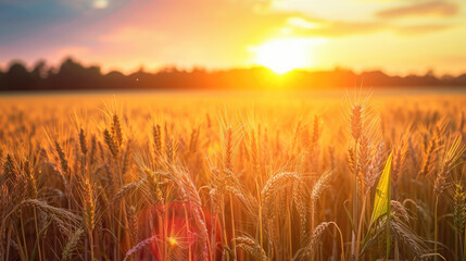 Wall Mural - field of wheat during sunset, summer landscape