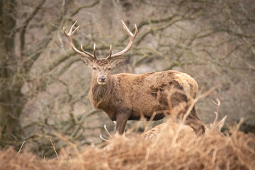 Poster - stag in the park 