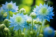 Close-Up Of Some Sky Blue Flowers In A Green Background