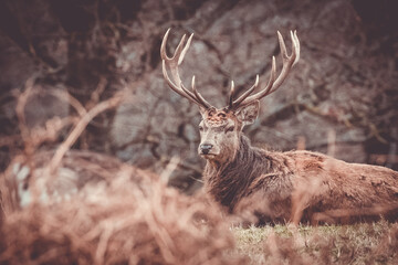 Wall Mural - deer in the park 