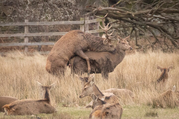 Poster - deer in the country park 