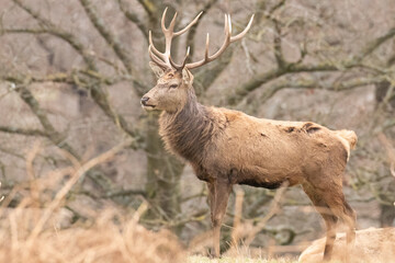 Poster - deer in the country park 