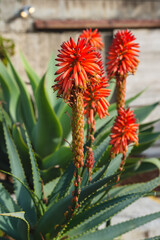 Wall Mural - Mountain Aloe (Aloe marlothii) close up in bloom in the garden. Mountain Aloe is a large evergreen succulent, it grows up to 8-10 ft tall