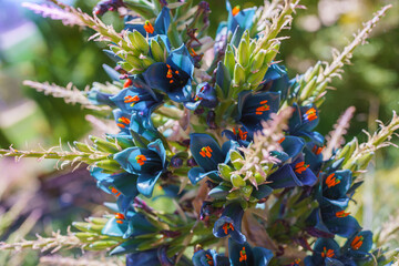 Wall Mural - Puya alpestris, Sapphire Tower, giant bromeliad in bloom. Pyramidal flower spikes over 3 ft. long of funnel shaped metallic blue flowers and orange anthers