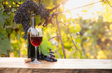 Wall Mural - Ripe wine grapes on vines in Tuscany, Italy. Picturesque wine farm, vineyard. Sunset warm light. High quality photo