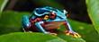 A colorful frog in a tropical rainforest.