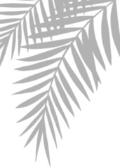 Aufkleber - Shadow Palm Leaves silhouette on white wall background, Tropical Coconut Leaf Overlay, Element object for Spring Summer, Mock up Product Presentation