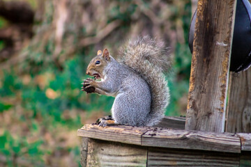 a grey squirrel eating a walnut