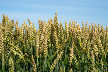 Wall Mural - Wheat ears close up in the sun. Unripe wheat in a field under warm sunlight.