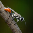 Prionyx is a genus of wasps in the family Sphecidae.