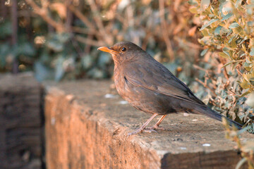 Wall Mural - female blackbird 