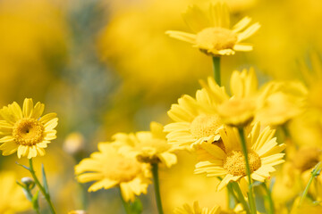 Wall Mural - yellow flowers 