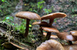 Kleine Pilze im Moos am Waldboden