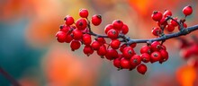 Dogwood Tree Branch Covered In Ripe Red Berries.