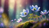 Fototapeta Kwiaty - Kwiaty wiosenne w lesie, pastelowe płatki, kwitnący zawilec