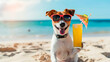 A dog drinks a cocktail on the beach wearing sunglasses. Selective focus.