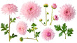 set collection of delicate pink chrysanthemum flowers, buds and leaves isolated over a transparent background