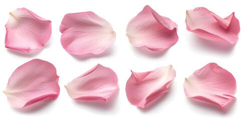 Collection of soft pink flower petals isolated on a white background