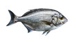 Raw fresh fish sea bream on transparent or white background,  png