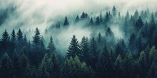 Misty Forest Aerial Photograph With Pine Trees. Foggy, Atmospheric Nature Background.